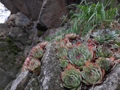 Sempervivum tectorum