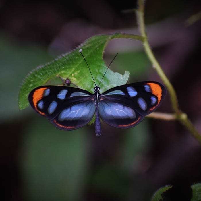 Oleria ilerdina