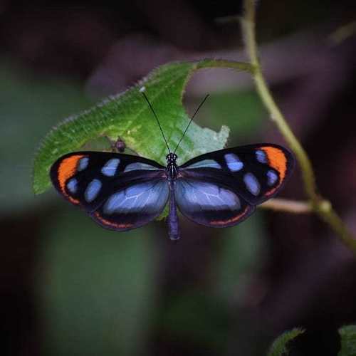 Oleria ilerdina