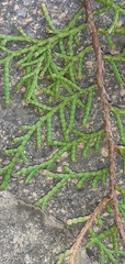 Cupressaceae