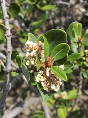 Ceanothus megacarpus insularis