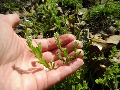 Myosotis verna