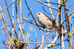 Phacellodomus sibilatrix