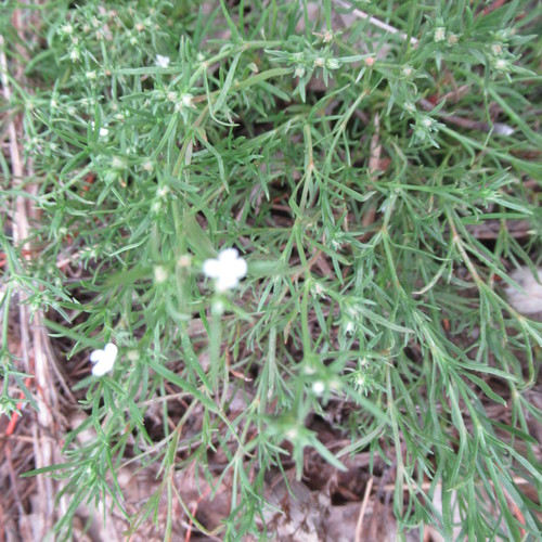 Polypremum procumbens