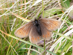 Erebia epiphron