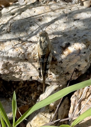 Saussure's Blue-Winged Grasshopper