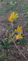 Narcissus cavanillesii