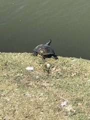 Trachemys scripta elegans