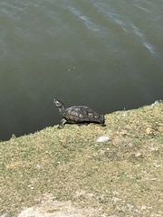 Trachemys scripta elegans