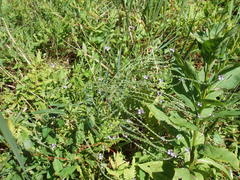 Verbena × engelmannii