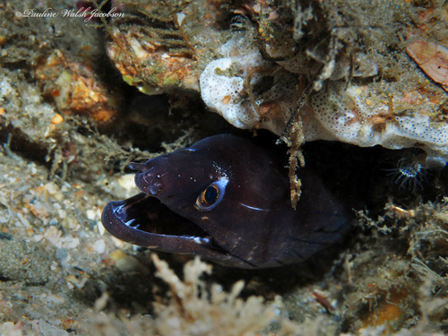 Brown conger (Gymnothorax vicinus) — Muraenidae