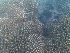 Microspathodon bairdii