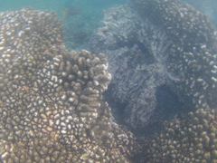 Microspathodon bairdii