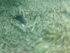 Microspathodon bairdii