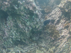 Microspathodon bairdii