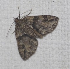 Polyclysta hypogrammata