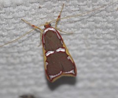 Barantola pulcherrima