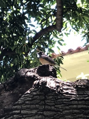 Copsychus malabaricus