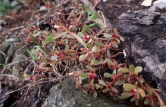 Portulaca oleracea