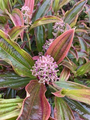 Miconia robinsoniana