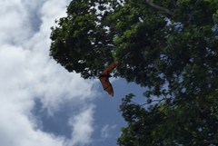 Pteropus giganteus