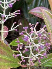 Miconia robinsoniana