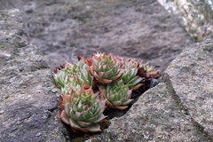 Sempervivum tectorum