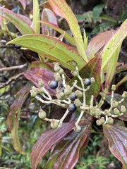 Miconia robinsoniana