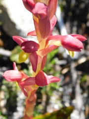 Disa comosa
