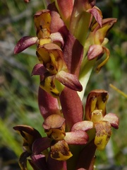 Disa comosa