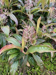 Miconia robinsoniana