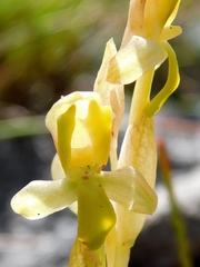 Disa comosa