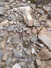 Pelecyphora strobiliformis