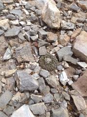 Pelecyphora strobiliformis