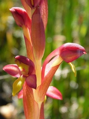 Disa comosa