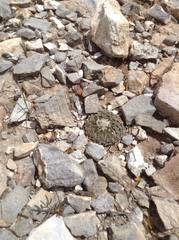 Pelecyphora strobiliformis