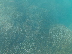 Thalassoma lucasanum