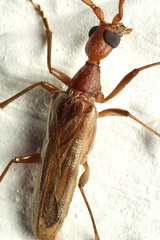 Vesperus luridus