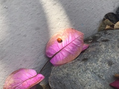 Cycloneda emarginata