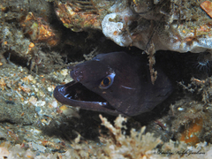 Gymnothorax vicinus