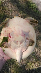 Apalone spinifera aspera