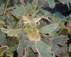 Sphenarium purpurascens