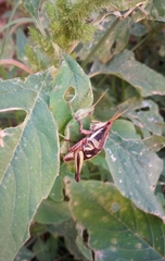 Sphenarium purpurascens