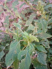 Sphenarium purpurascens