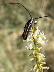 Sphaenothecus bilineatus