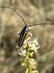 Sphaenothecus bilineatus