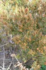 Erica hirtiflora