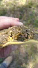 Apalone spinifera aspera