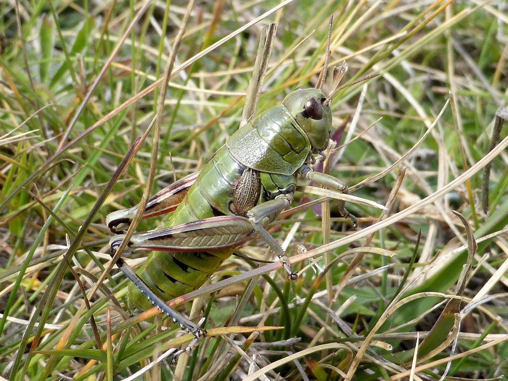 Gran Sasso Mountain Grasshopper - Photo (c) Roberto Sindaco, some rights reserved (CC BY-NC-SA), uploaded by Roberto Sindaco
