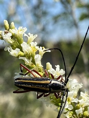 Sphaenothecus bilineatus